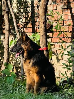 German shepherd male pedigree puppy