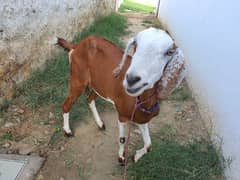 Bakri For Sale