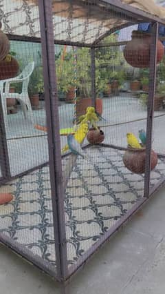 parrot and vip cage