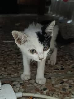 Black and white kitten for adoption
