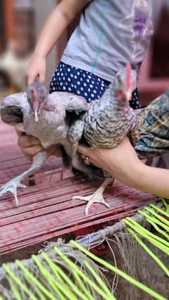 beautiful Australorp pair