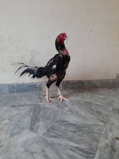 HEERA ASEEL CHICK'S OH shamu for sale