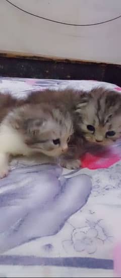 2 kittenz available