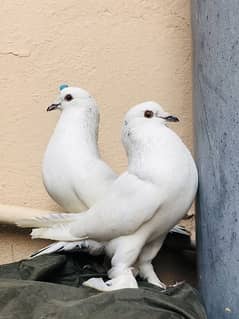 Gubara Pair For sale