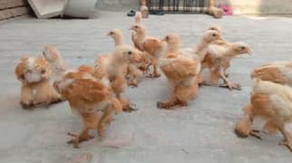Golden Buff  For Sale / Chick For Sale / Hen For Sale