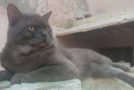 Grey British Male Cat