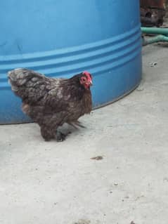 Black Bentum pair and 1 chick for sale 0