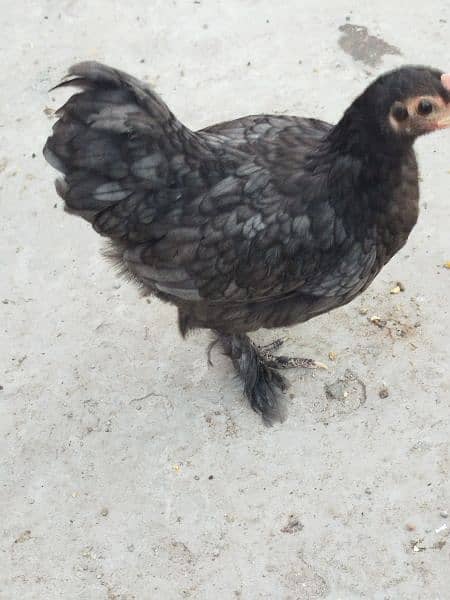 Black Bentum pair and 1 chick for sale 1