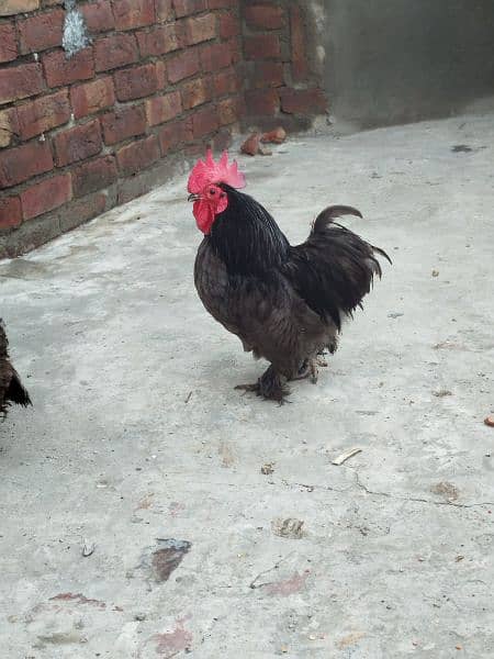 Black Bentum pair and 1 chick for sale 4