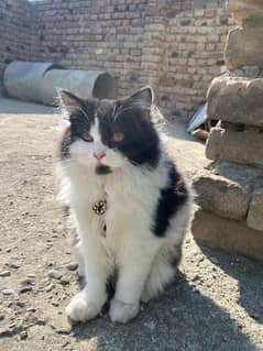 persian cat black and white full coated