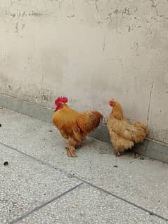 Bantam pair for sale