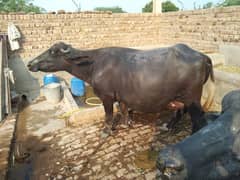 cross nasal ki buffalo for sale