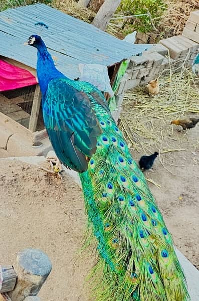 peacock breader pair full active 0