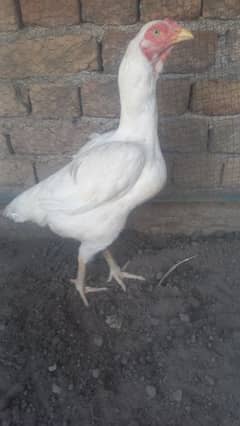 High qulaity heera female