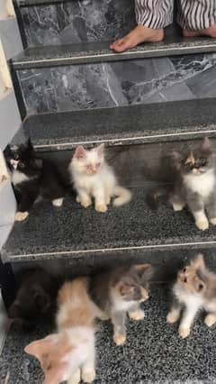 persian kittens for sale