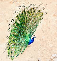 peacock