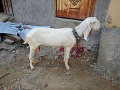 rajanpuri bakri