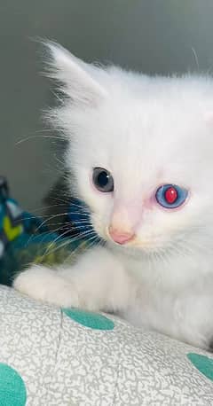 Persian cat blue eye