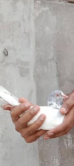 golden and royal teddy pigeon