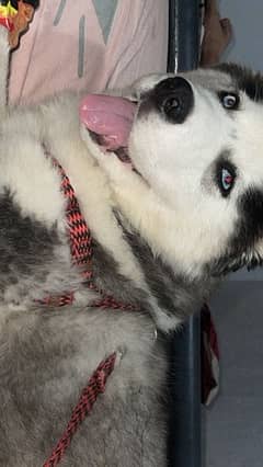 I want to sell my husky Blue Eyes Female Wooly Coat