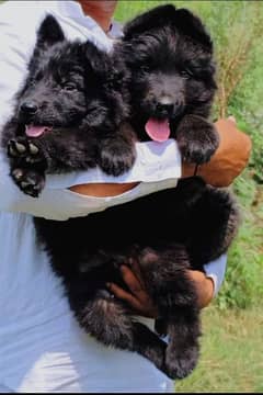 top quality German black long code puppies for sale pair
