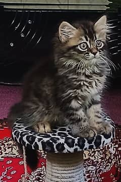 tabby persian male kitten+  accessories