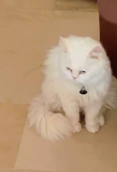 Persian cat Male triple coat long coat 100% pure breed