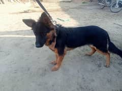 German Shepherd Female Age 15 month very active