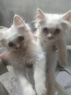 pairs Russian cats for sale 3 court