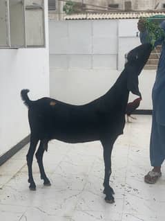 black goat for sale