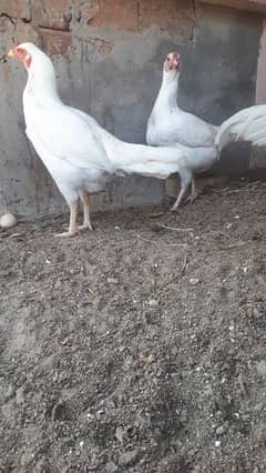 white aseel female