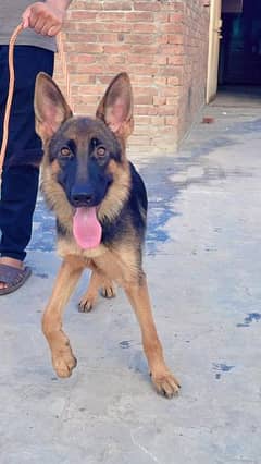 German shepherd pedigree female