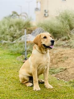 Adorable 4-Month-Old Labrador Pedigree Puppy for Sale