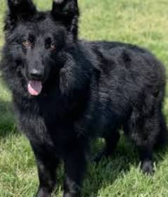 Pedigree Long coated Black German shepherd puppies for sale