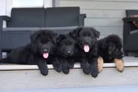 pedigree Long coated Black German shepherd puppies for sale in