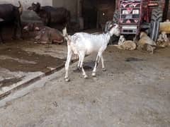 pregnant goat