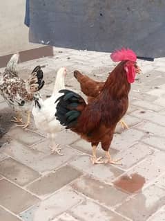 Golden Missri Hens For Sale