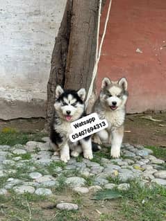 Siberian Husky puppies for sale hai