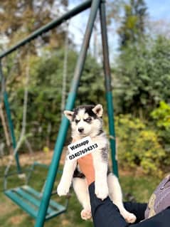 Siberian Husky puppies