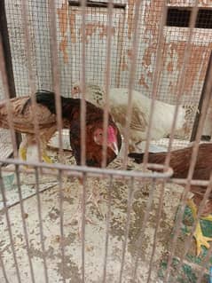 Aseel and desi and fancy bird hen available