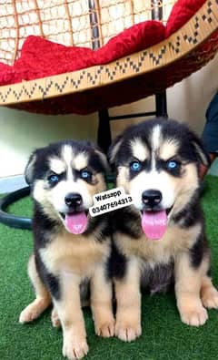 Siberian Husky puppies for sale