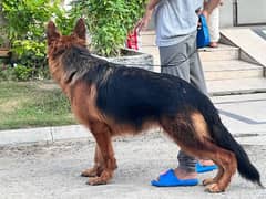 long coat pedigree female puppy