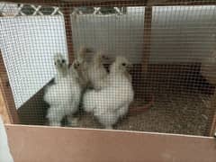 White Silkie Chicks