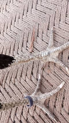 female