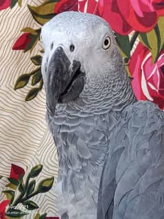 03226913557call wathsap African gerry parrot arjunt for sale