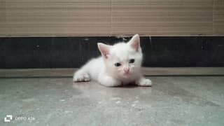 pershion double coat white female blue eyes