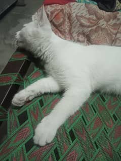 White Cat For Sale