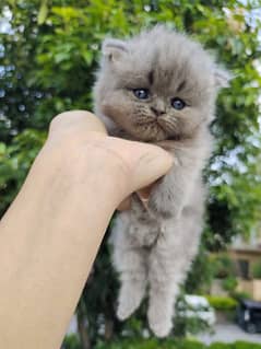 blue eyes punch face Scottish Fold cat