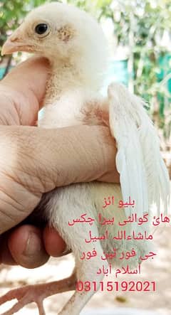 Heera Aseel Chicks / White Aseel / Heera Chicks