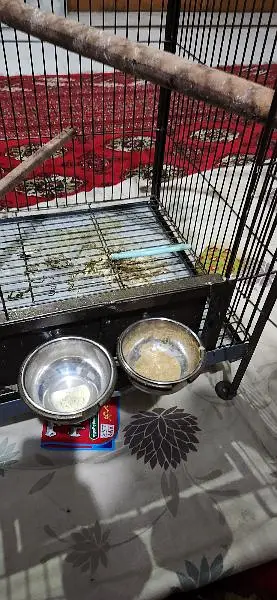 iron cage — photo 3